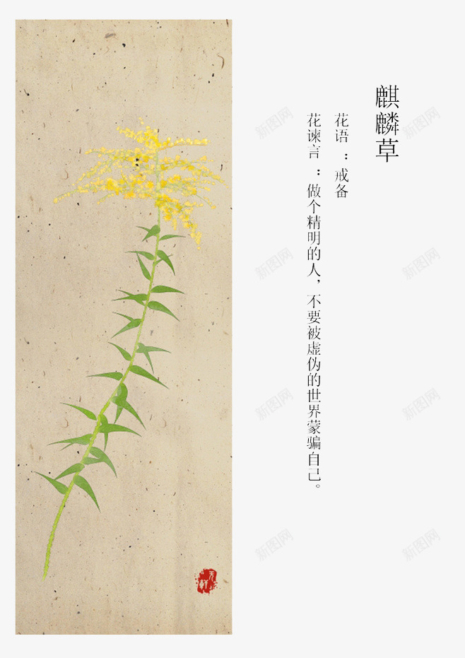 麒麟草花语png免抠素材_新图网 https://ixintu.com 书签 绿叶 花语 麒麟草 黄色
