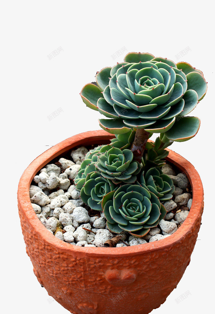 圆形盆中的多肉png免抠素材_新图网 https://ixintu.com 圆形盆 多肉 多肉植物 实物 植物 灰色石子 盆栽 绿色多肉
