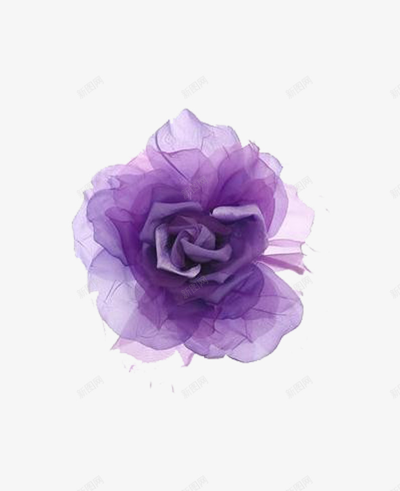 怒放的紫色木芙蓉花png免抠素材_新图网 https://ixintu.com 怒放 盛开 紫色 鲜花
