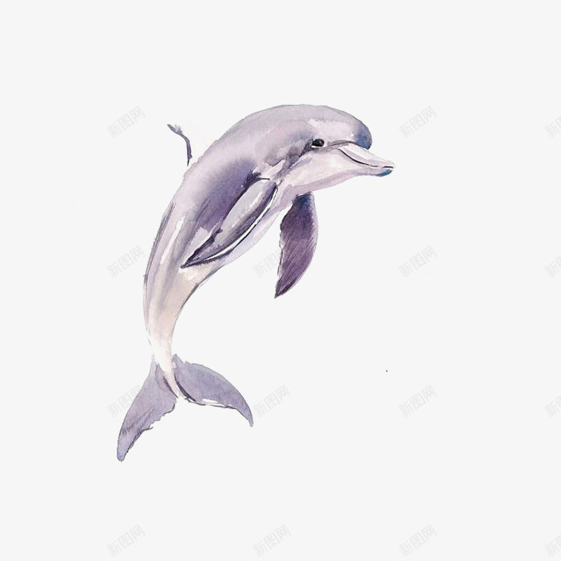 跳跃的海豚png免抠素材_新图网 https://ixintu.com 动物 小鱼 手绘海豚 海产品 海豚 灰色海豚