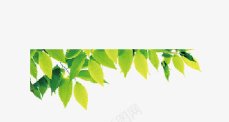欢迎您回家欢迎回家树叶大png免抠素材_新图网 https://ixintu.com 大气 尊贵 时尚 树叶 欢迎回家 欢迎您回家