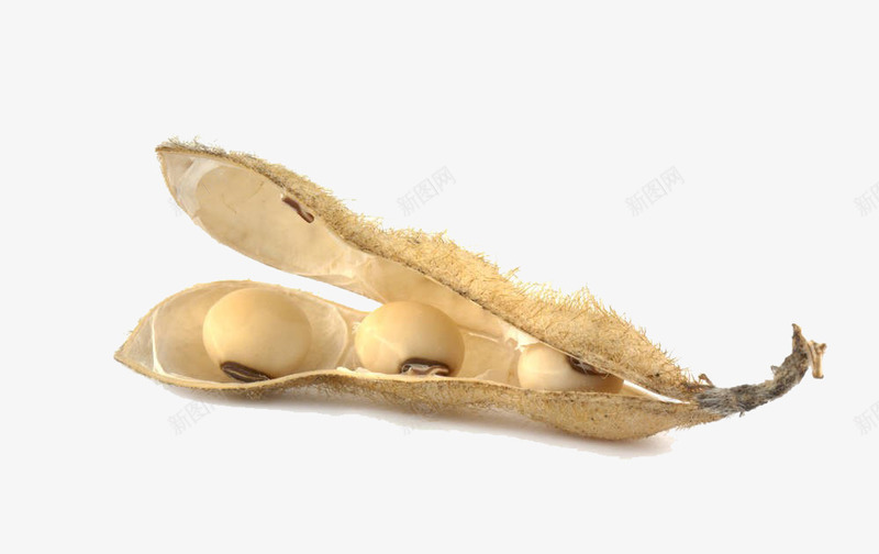黄豆荚特写png免抠素材_新图网 https://ixintu.com 实物 小黄豆 豆子 豆荚子 黄豆 黄豆荚 黄豆荚特写