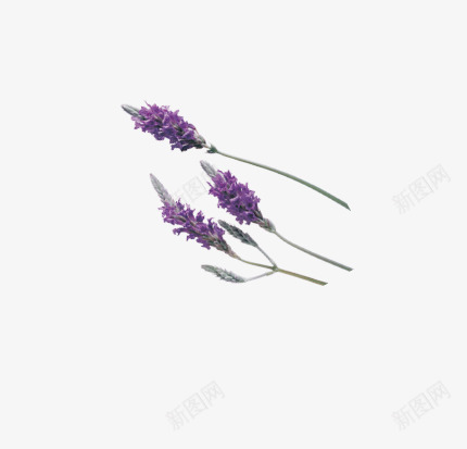 精美紫色薰衣草花束png免抠素材_新图网 https://ixintu.com 精美 紫色 花束 薰衣草