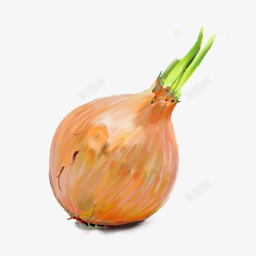 洋葱png免抠素材_新图网 https://ixintu.com 插画 水粉 洋葱
