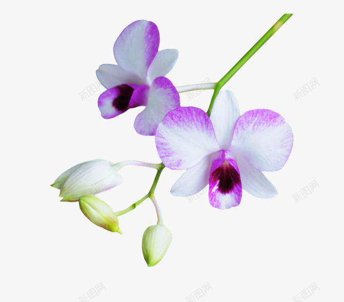 石斛紫色花朵花枝png免抠素材_新图网 https://ixintu.com 石斛 紫色 花朵 花枝