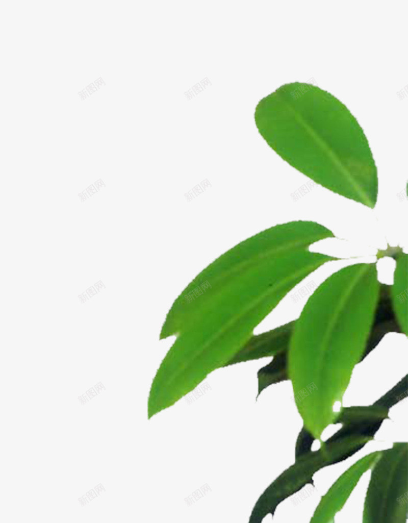 植物png免抠素材_新图网 https://ixintu.com 3D效果图处理 PS后期处理 室内效果元素 植物 绿色植物