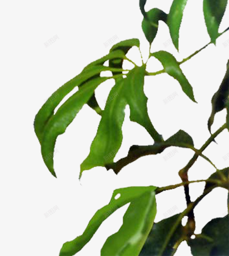植物png免抠素材_新图网 https://ixintu.com 3D效果图处理 PS后期处理 室内效果元素 植物 绿色植物