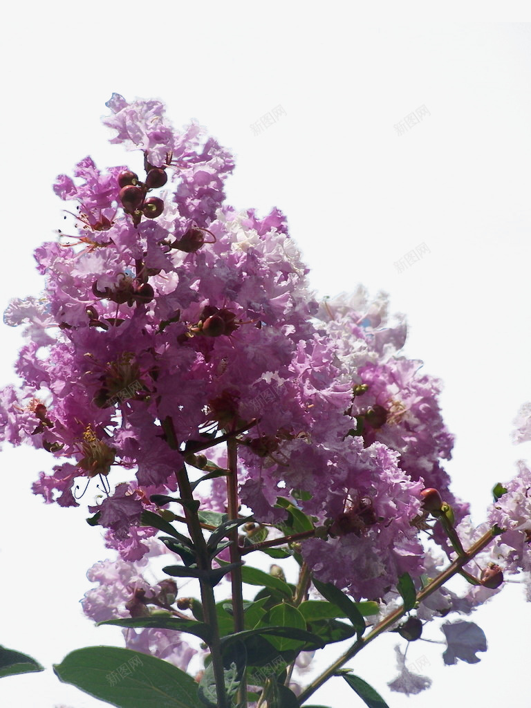 紫薇花怒放png免抠素材_新图网 https://ixintu.com PNG格式 一簇花特写 紫色 紫薇 紫薇花