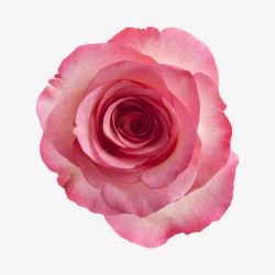 一朵粉色盛开的玫瑰花素材