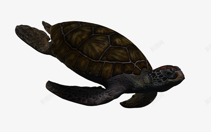 海底动物海洋png免抠素材_新图网 https://ixintu.com 3d鱼类 动物 卡通 卡通动物 海底 海洋动物