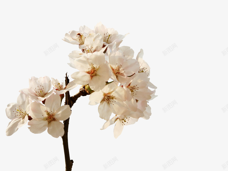 梅花装饰白色淡雅大气png免抠素材_新图网 https://ixintu.com 大气 梅花 淡雅 淡雅大气 淡雅白色 白色 白色大气 装饰