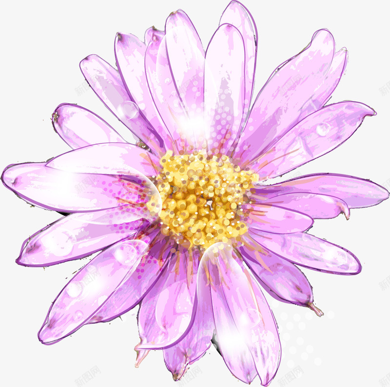 粉色水彩菊花png免抠素材_新图网 https://ixintu.com 手绘 手绘花 手绘菊花 水彩 粉紫 粉色 紫色 花卉 菊花 菊花彩绘