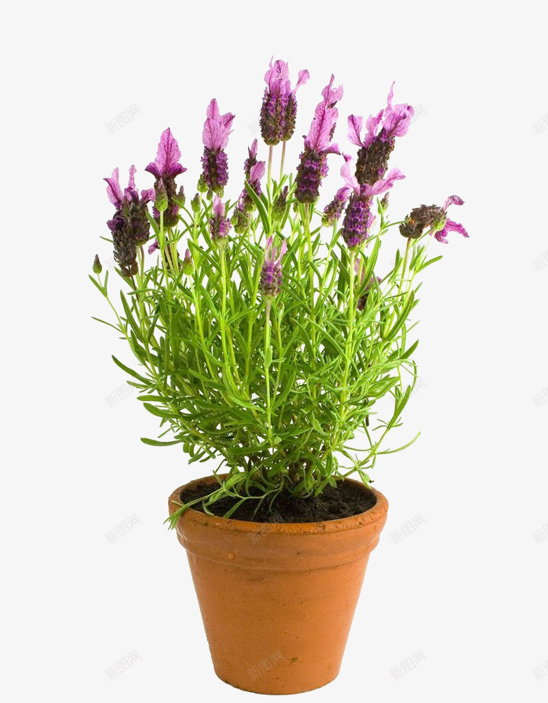 薰衣草盆栽png免抠素材_新图网 https://ixintu.com 盆栽元素 紫色鲜花 绿色植物 薰衣草