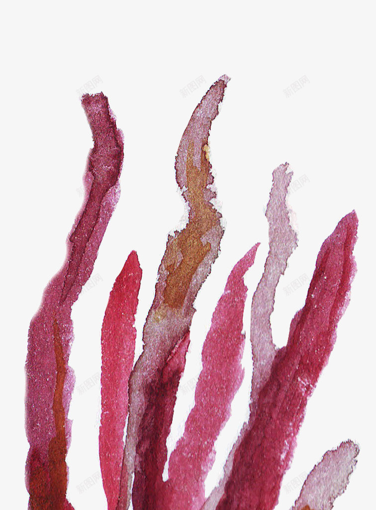 紫色海草植物png免抠素材_新图网 https://ixintu.com 植物 水彩风 海草 海藻 涂鸦