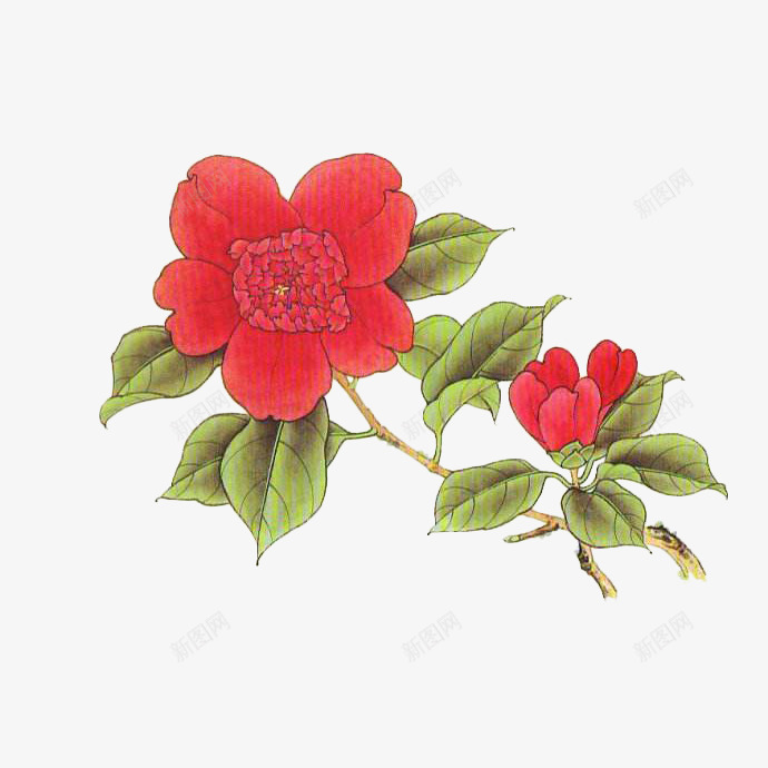 手绘一枝盛开的红色山茶花png免抠素材_新图网 https://ixintu.com 中国风 古风 国画 山茶花 手绘 插画 茶籽花 茶花