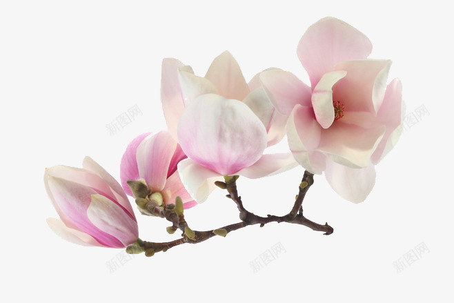 浅粉盛开小花花苞png免抠素材_新图网 https://ixintu.com 盛开 花苞