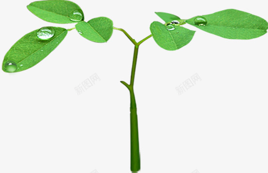 绿色树叶露珠晶莹png免抠素材_新图网 https://ixintu.com 晶莹 树叶 绿色 露珠