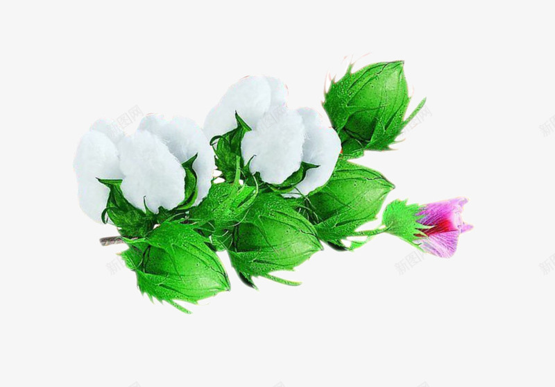 棉花png免抠素材_新图网 https://ixintu.com 保暖 农作物 家纺 材质 棉 棉花 棉花花 植物 白绿 纯棉 纺织 面膜