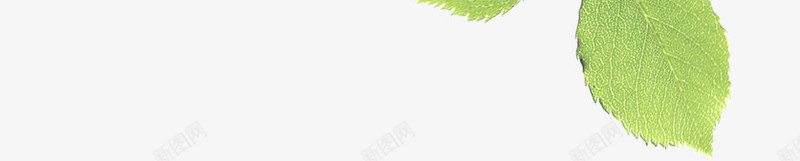 春天树叶美景特写png免抠素材_新图网 https://ixintu.com 春天 树叶 特写 美景