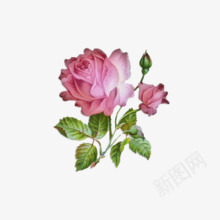 盛开玫瑰花朵png免抠素材_新图网 https://ixintu.com 玫瑰花 盛开