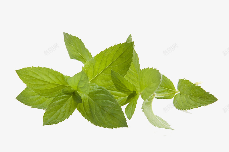 翠绿薄荷装饰png免抠素材_新图网 https://ixintu.com 免费下载 绿色装饰 翠绿薄荷装饰 薄荷 薄荷脑