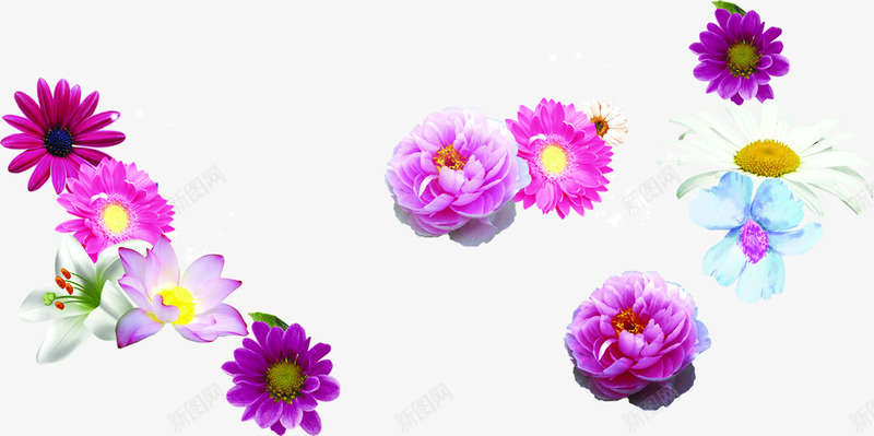 紫色白色粉色盛开花朵png免抠素材_新图网 https://ixintu.com 白色 盛开 粉色 紫色 花朵