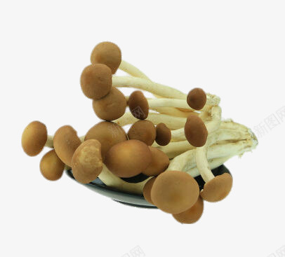 新鲜金针菇png免抠素材_新图网 https://ixintu.com png图片素材 产品实物 免费png元素 免费png素材 北方金针菇 有机 生态