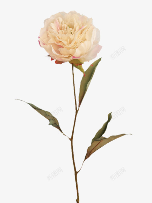 白色洁净盛开小花png免抠素材_新图网 https://ixintu.com 小花 洁净 白色 盛开