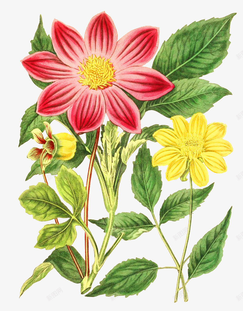 手绘花朵png免抠素材_新图网 https://ixintu.com 写实花卉 彩绘花卉 红色 花卉 花朵
