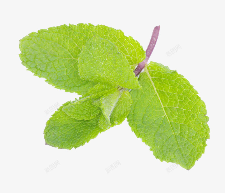 绿薄荷摄影png免抠素材_新图网 https://ixintu.com 叶子 实物 植物 椒薄荷 绿色健康 绿薄荷摄影 芳香 药草 薄荷 青柠薄荷