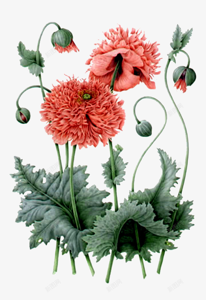 彩绘逼真花朵png免抠素材_新图网 https://ixintu.com 创意花朵 彩绘 植物 盛开 花卉 花苞 花骨朵