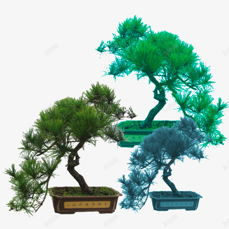 三盆歪脖迎客松png免抠素材_新图网 https://ixintu.com 三盆 植物 欢迎客人 歪脖 迎客松 青色