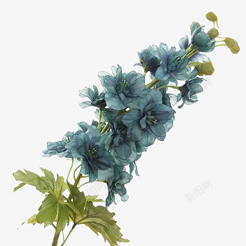 晒干铃铛花png免抠素材_新图网 https://ixintu.com 居家装饰 干花写真 干花花束 干花花艺 干花装饰