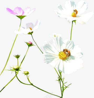 唯美户外美景花朵png免抠素材_新图网 https://ixintu.com 户外 美景 花朵