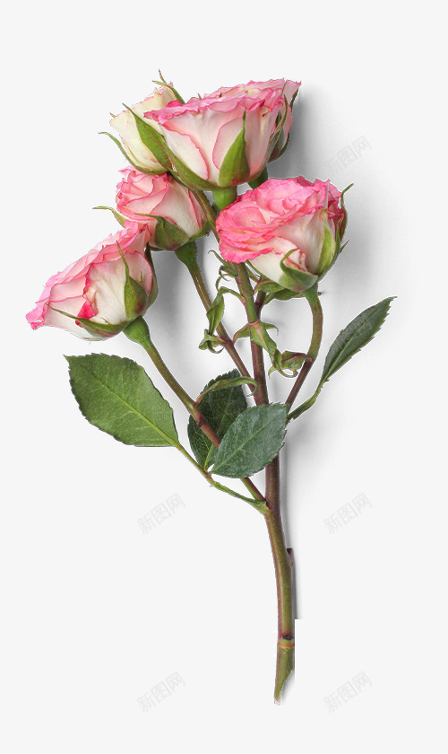 粉色盛开的月季花png免抠素材_新图网 https://ixintu.com 叶子 月季花 粉色花朵 绿叶 花卉 花朵 花朵装饰