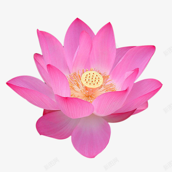 荷花盛开实物图png免抠素材_新图网 https://ixintu.com 实物 盛开 荷花