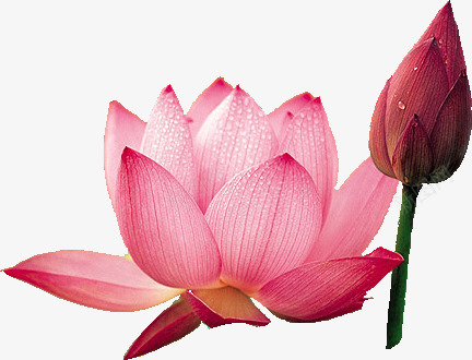 美丽盛开荷花图png免抠素材_新图网 https://ixintu.com 盛开 美丽 荷花