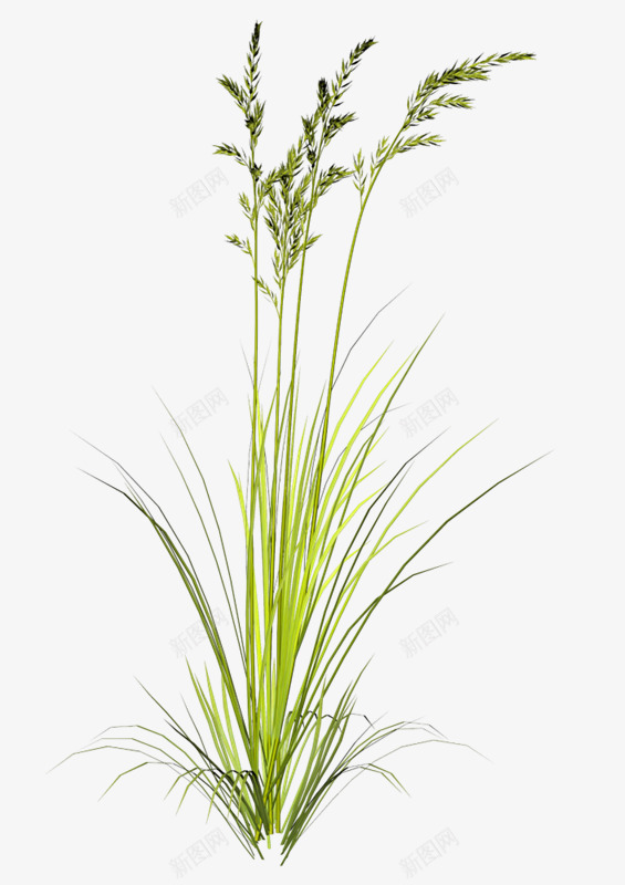 绿色手绘草丛植物装饰图案png免抠素材_新图网 https://ixintu.com 免抠PNG 手绘 植物 绿色 草丛 装饰图案