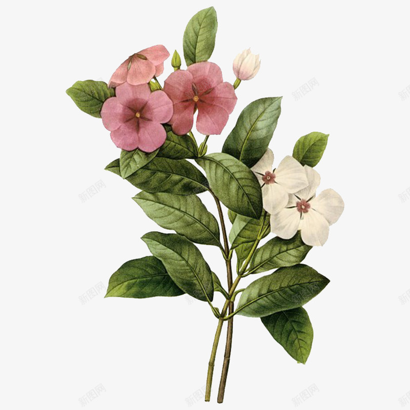 花卉写实手绘画psd免抠素材_新图网 https://ixintu.com 写实手绘 植物 花束 装饰画