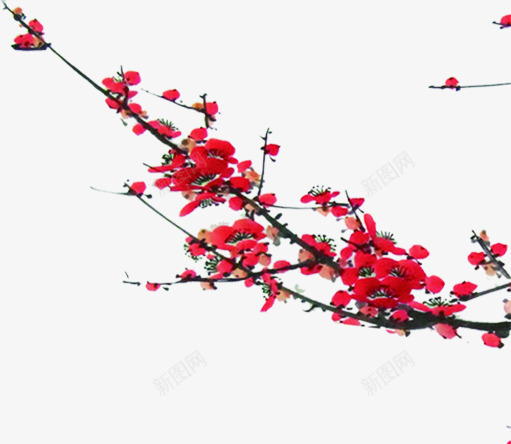 手绘红色花朵标语装饰png免抠素材_新图网 https://ixintu.com 标语 红色 花朵 装饰