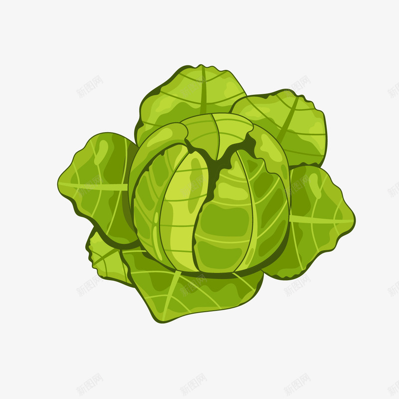 包菜绿色食材矢量图ai免抠素材_新图网 https://ixintu.com 300像素图 AI图免抠 包菜 大图免抠 手绘 绿色青菜 高清免抠 矢量图