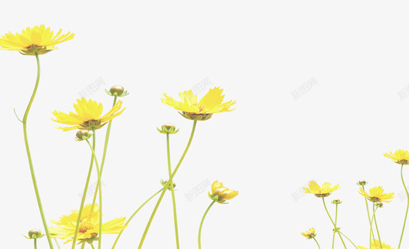 春天户外黄色鲜花psd免抠素材_新图网 https://ixintu.com 户外 春天 春天户外黄色鲜花 背景 花朵 装饰 鲜花 黄色