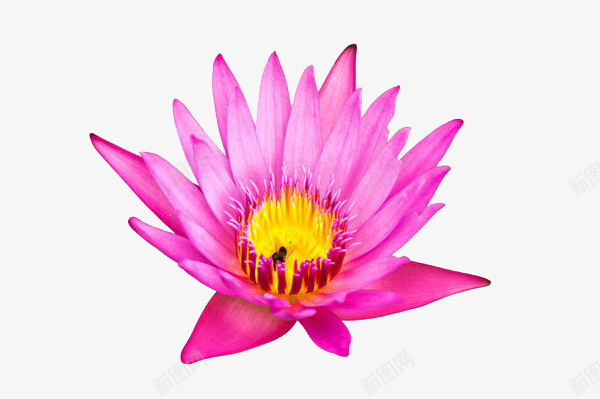 荷花摄影png免抠素材_新图网 https://ixintu.com 实物 植物 水生 玫红色 盛开 花 荷花 荷花摄影