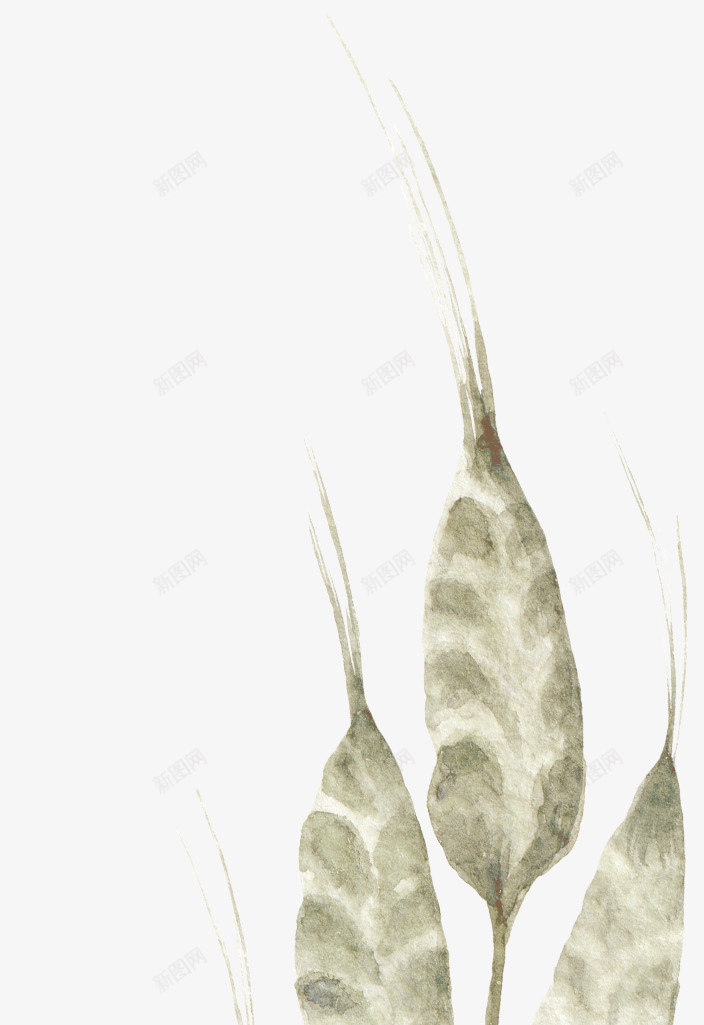 手绘麦穗png免抠素材_新图网 https://ixintu.com PNG图形 PNG装饰 卡通 手绘 装饰 麦穗