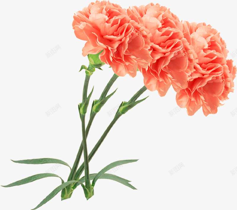 红色节日纯天然花朵png免抠素材_新图网 https://ixintu.com 红色 纯天然 节日 花朵
