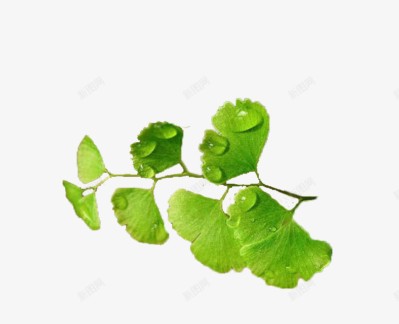 清晨的露珠png免抠素材_新图网 https://ixintu.com 植物 素材 银杏叶 露珠