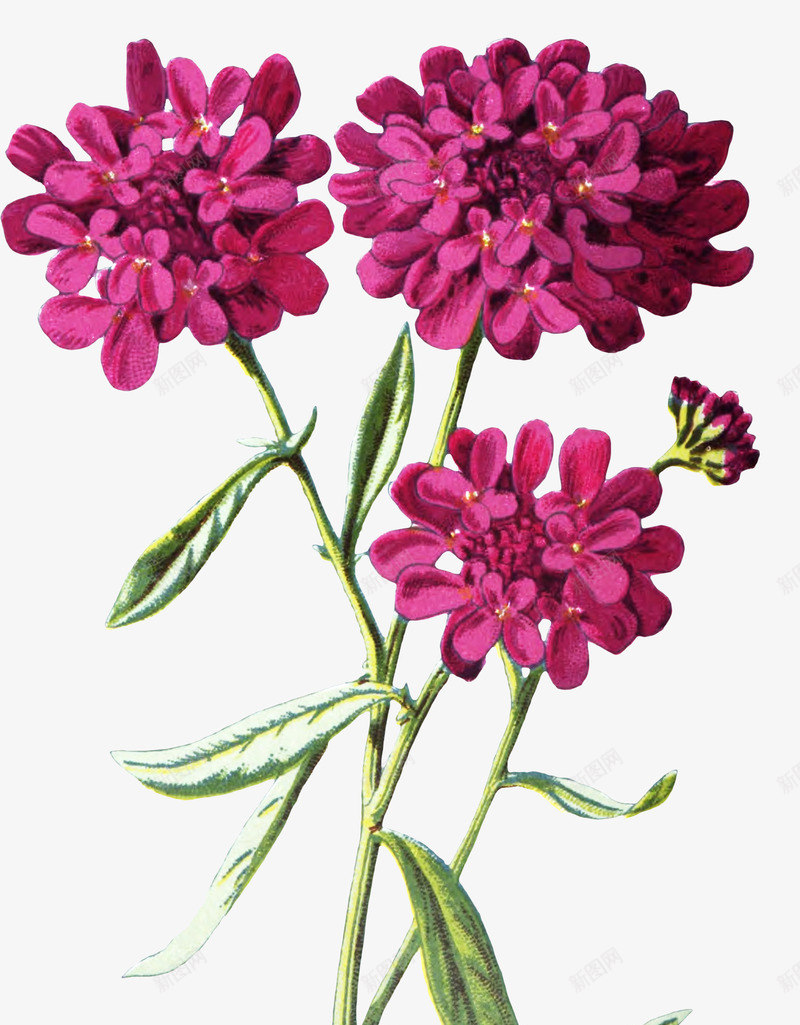 手绘花朵png免抠素材_新图网 https://ixintu.com 写实花卉 彩绘花卉 紫色 花卉 花朵