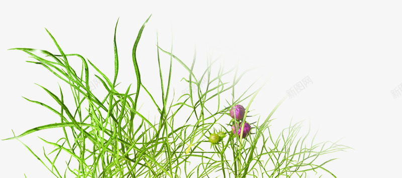 绿色植物草丛效果杂草png免抠素材_新图网 https://ixintu.com 效果 杂草 绿色植物 草丛