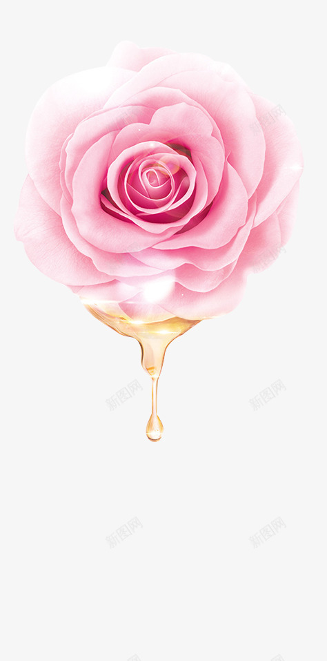 粉色初恋玫瑰花朵盛开png免抠素材_新图网 https://ixintu.com 初恋 玫瑰 盛开 粉色 花朵