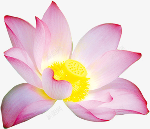 荷花png免抠素材_新图网 https://ixintu.com 盛开 粉白色 花朵 荷花 莲花